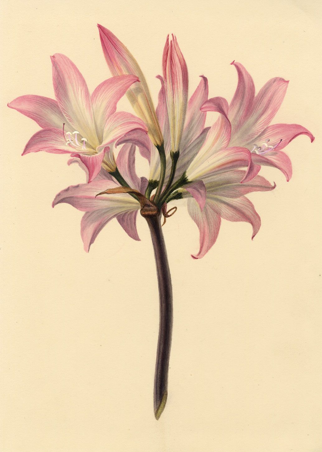 S. Twopenny, Amaryllis Belladonna Lily Flower – c.1830s watercolour ...