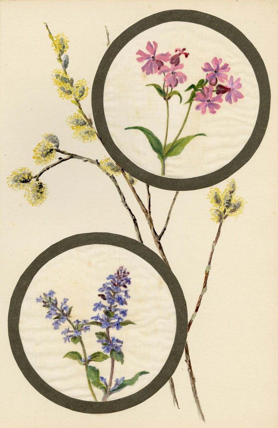 Sticky Catchfly & Bugle Flower – Early 20th-century watercolour on ...