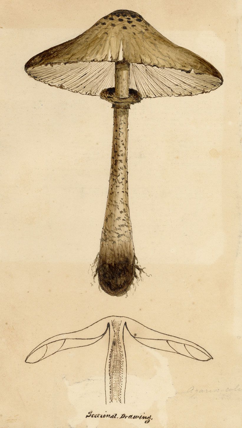 J.R.C., The Prince Fungus – Original 19th-century mycology drawing