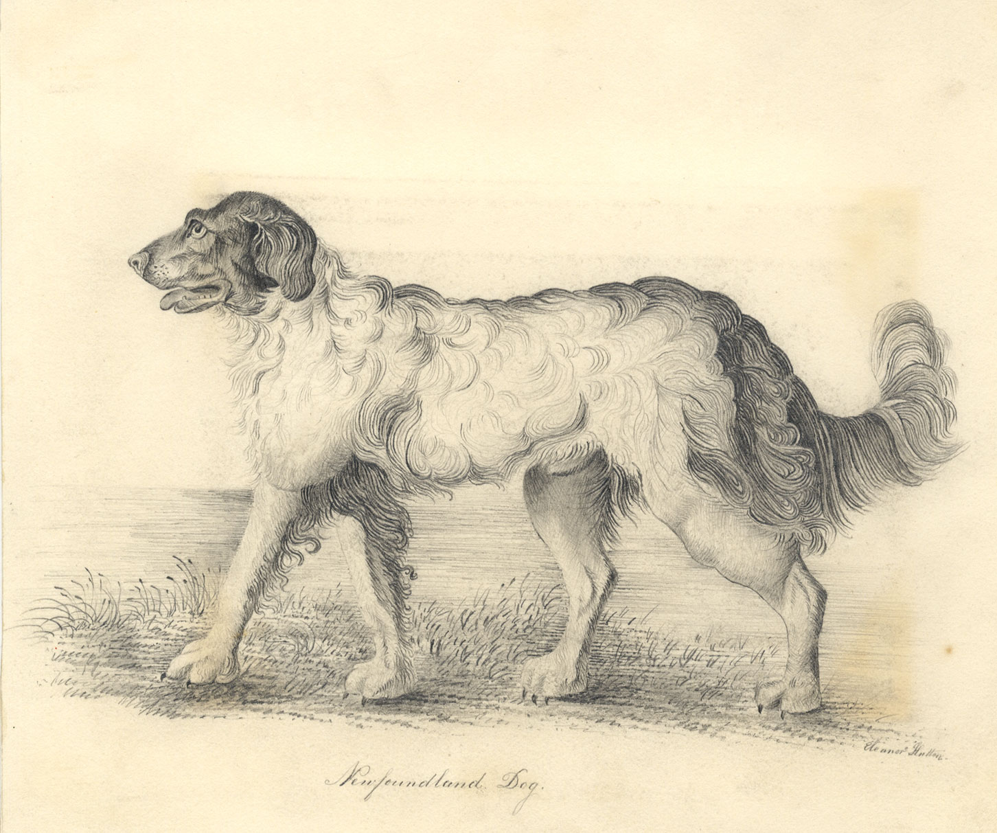 Eleanor Hutton, Newfoundland Dog Portrait – early 19th-century graphite ...
